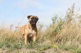 BULLMASTIFF 135